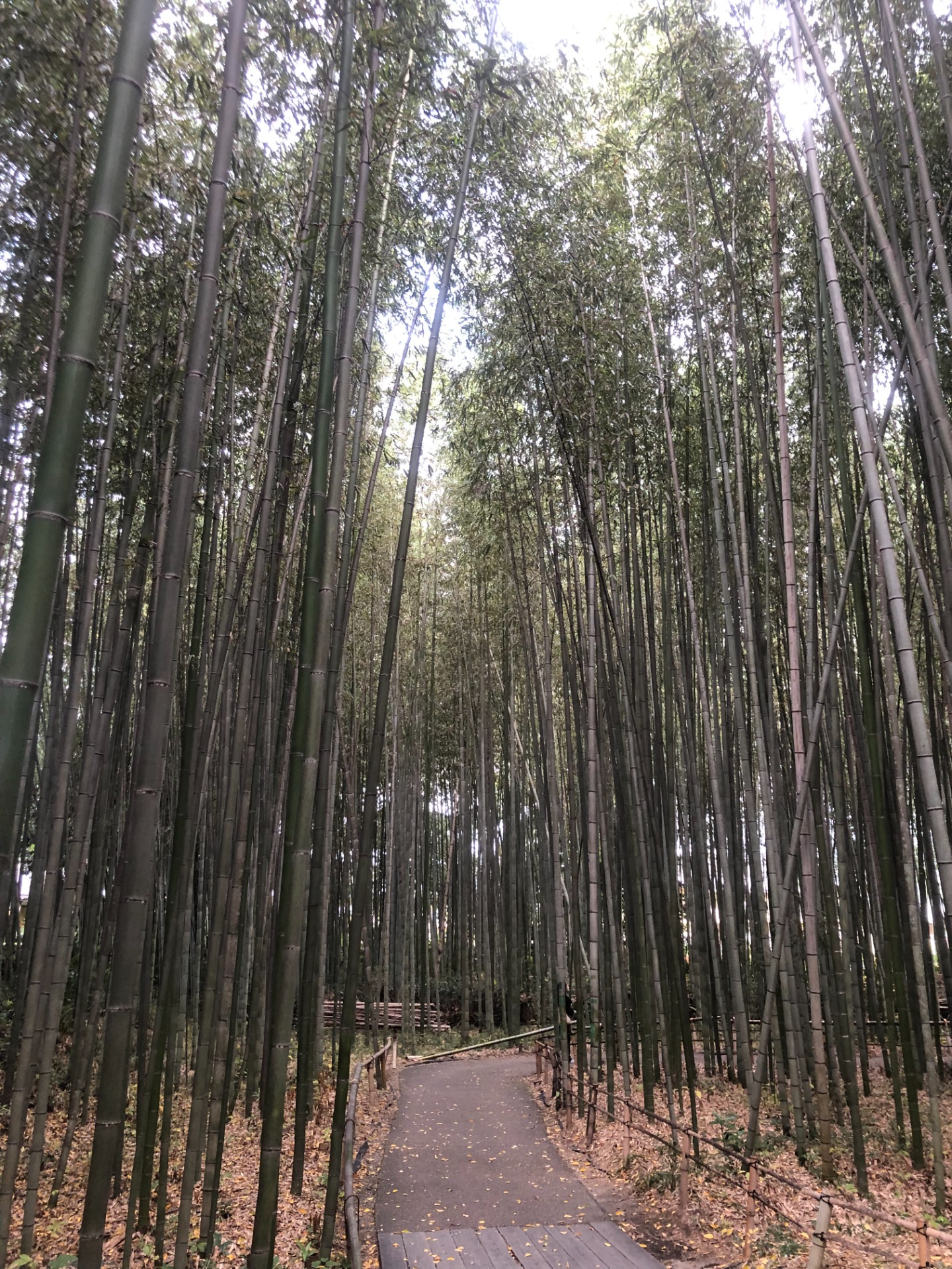 Forest de bambou à Arashiyama - Kyoto - Japon