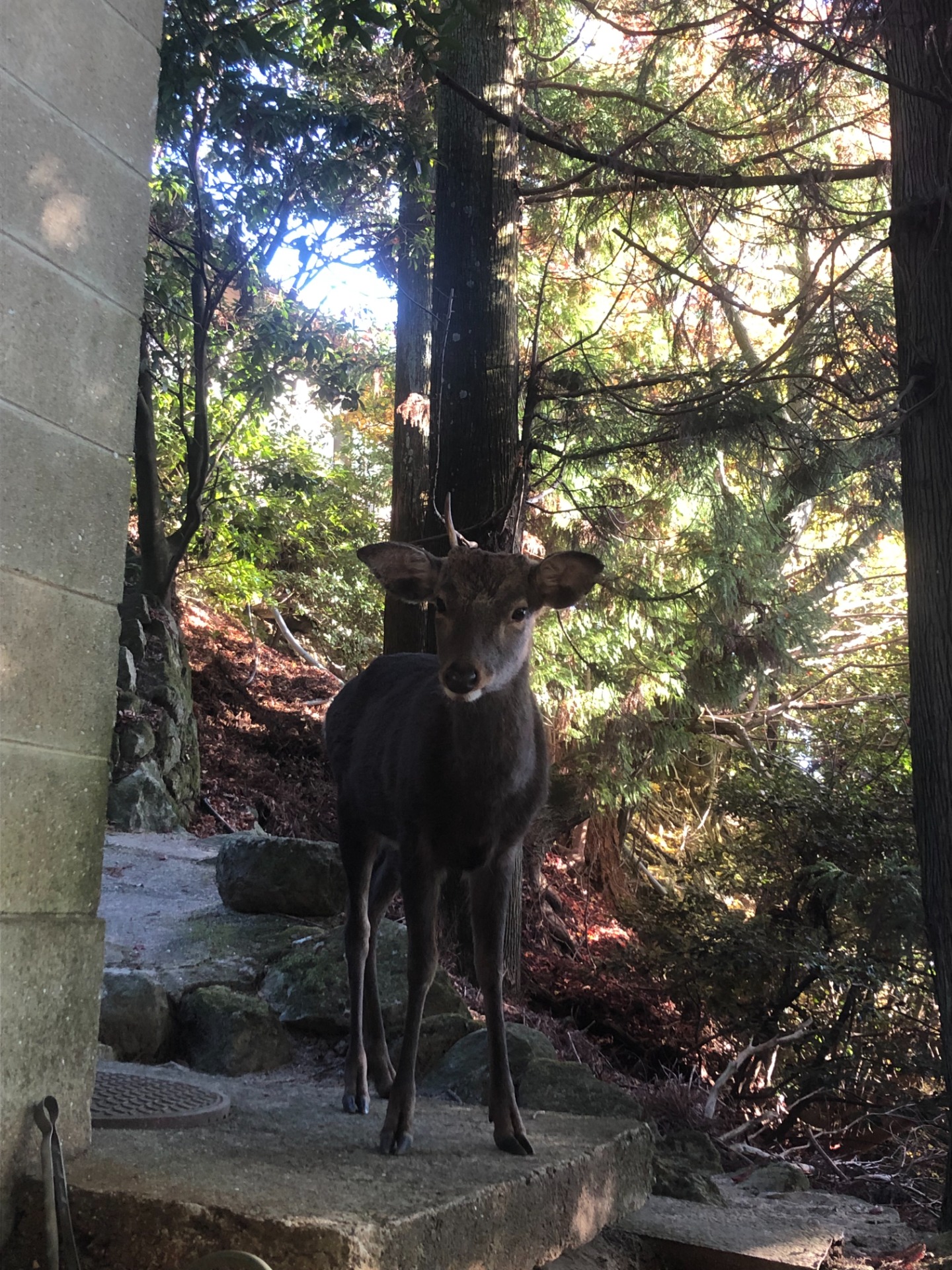 Une biche sur Île de Miyajima - Japon
